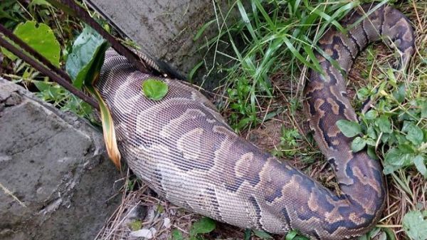 Ular piton terjebak di antara pagar besi