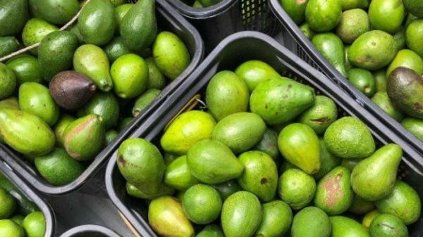 Konsumsi rutin buah alpukat ternyata bisa mengatasi jerawat