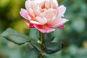 Charming Pink Roses