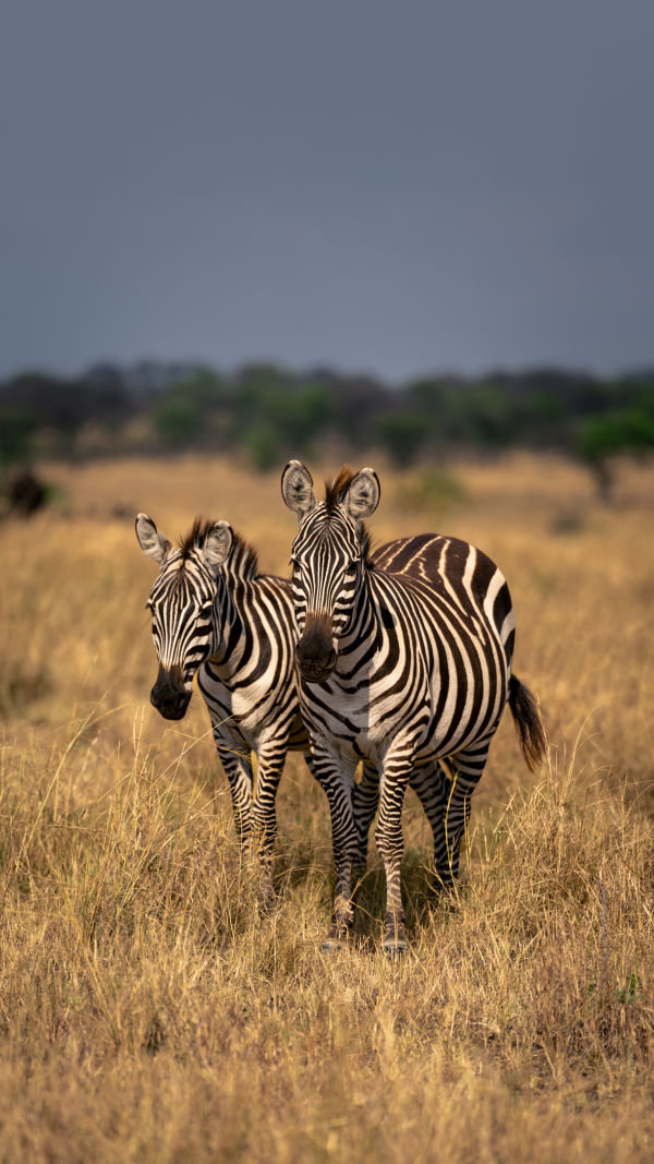 All About Zebras