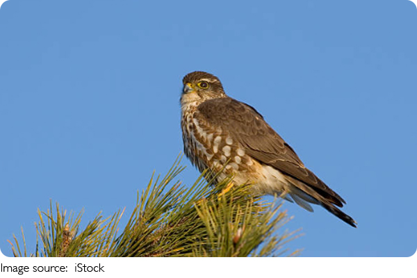 Bí Ẩn Hành Trình Chim Di Cư