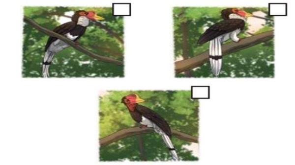 Picture 1.9 Helmeted Hornbill