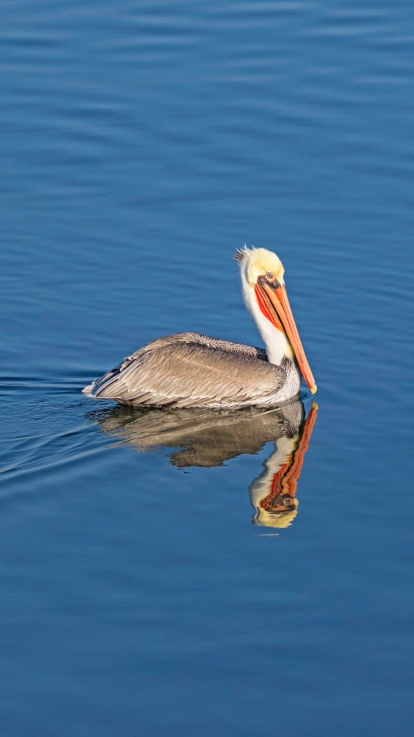 The Marvel of Pelicans