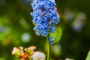 Ceanothus Griseus