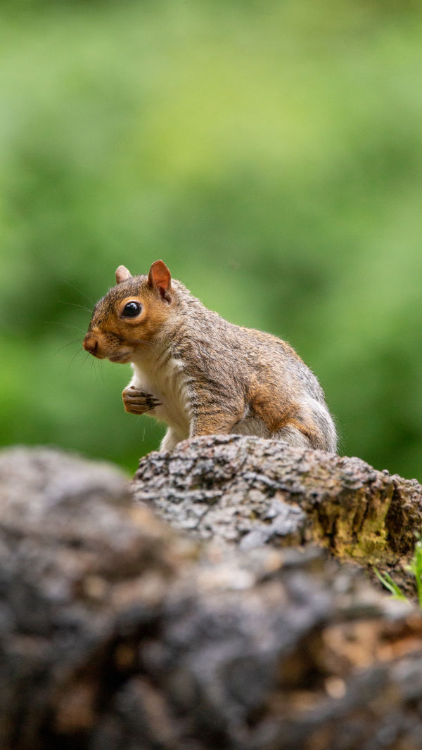 Eastern Gray Squirrel