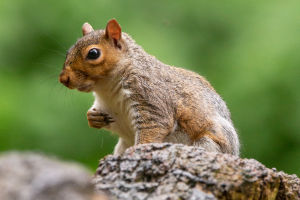 Eastern Gray Squirrel