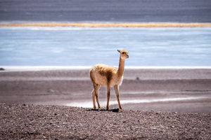 Echoes of Andean Wild