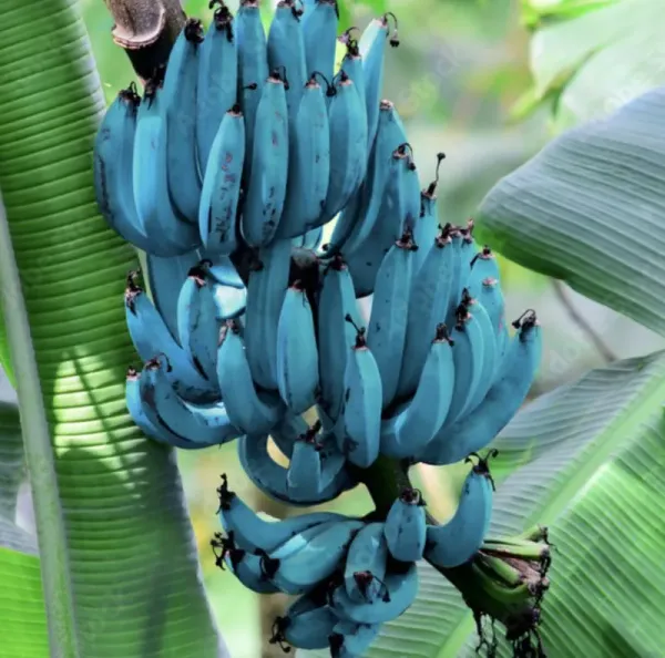 5 Fakta Blue Java Banana, Pisang Kulit Biru yang Rasanya Mirip Es Krim