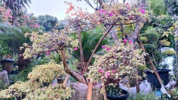 Bonsai merupakan salah satu tanaman yang menjadi favorit pelanggan di UMKM Ayu Florist Bogor.