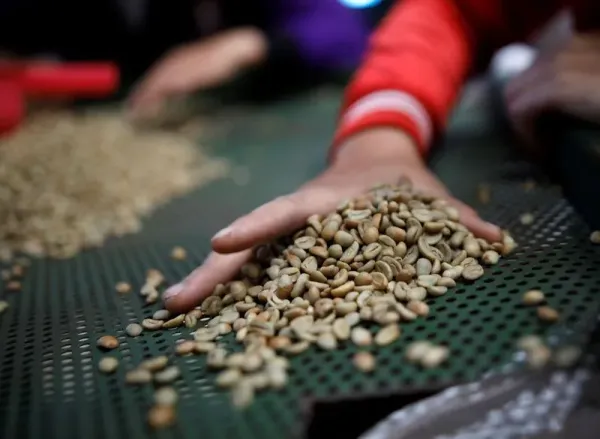 Tak banyak yang tahu daerah Pengalengan di Kabupaten Bandung juga terkenal sebagai daerah penghasil kopi. Tanah di daerah ini cocok untuk bertanam kopi arabika.