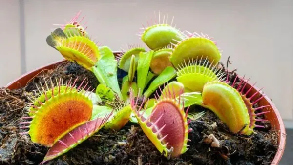 Detailed image of Venus flytrap (Dionaea muscipula). When an insect or spider enters the trap, the trap closes.