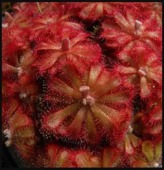 Tanaman pemakan daging serangga (karnivora) sundew jenis Rosetted sundew.