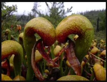 bunga lili kobra Darlingtonia californica.
