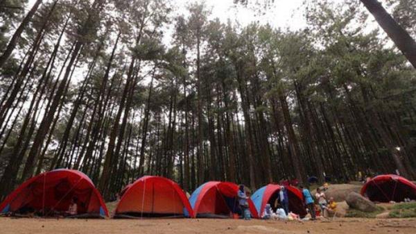 Rekomendasi tempat wisata di Bogor yang berhawa sejuk, salah satunya Gunung Pancar yang tawarkan pemandangan alam berupa hutan pinus.