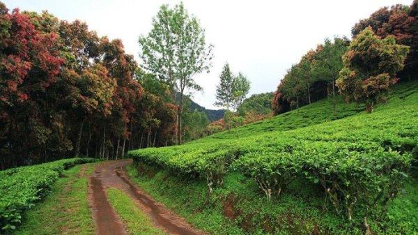 Rekomendasi tempat wisata di Bogor yang instagramable buat foto-foto, salah satunya Agrowisata Gunung Mas.