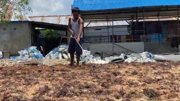 Aktivitas rumput laut di Tarakan 03102024