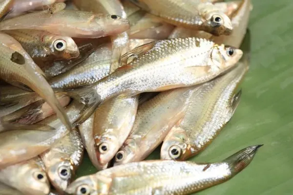 Ikan wader