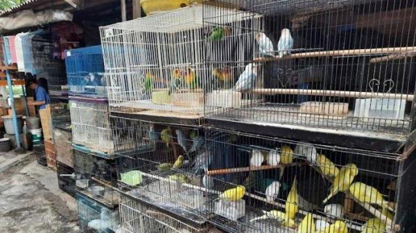 pasar burung jalan peta