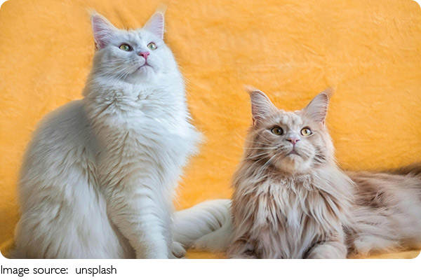 Cidades de Gatos