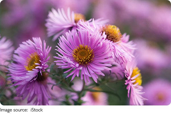 Perfect Seasonal Flowers