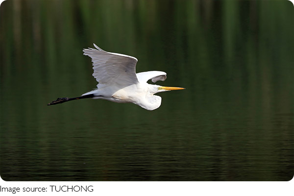 Le grand egret