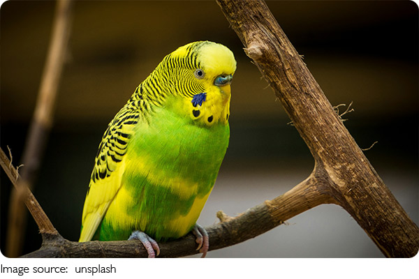 Как птицы приносят счастье