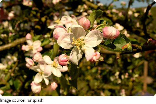 Ý nghĩa loài hoa báo xuân