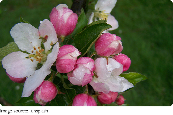 Arranjos de Flores Secas
