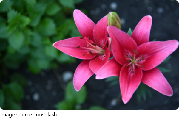 Plantes sans souci