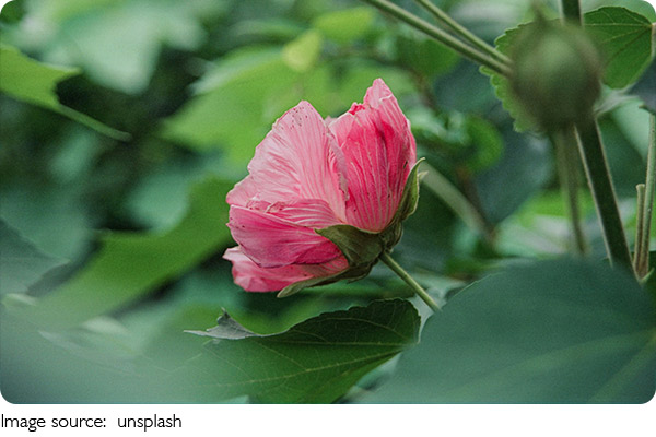 Pflanzen für Renaturierung