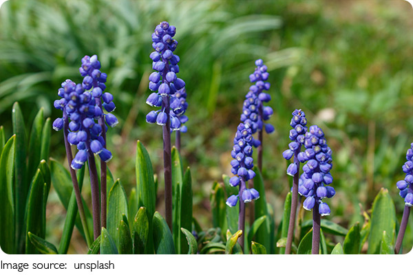 Muscari: Encanto Azul