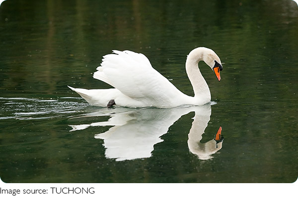 Bảo vệ thiên nga cổ đen