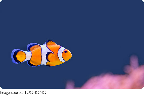 Siklus Hidup Ikan Badut