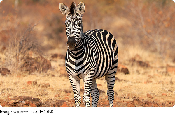 Zebra Stripes Mystery