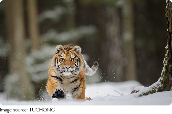 Tiger vs. Lion