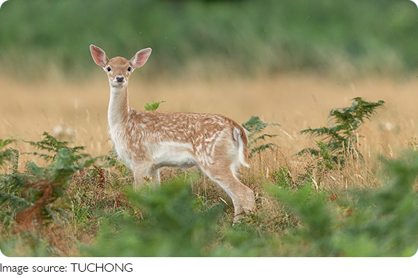 Hươu vàng duyên dáng