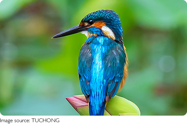 Сверкающие зимородки