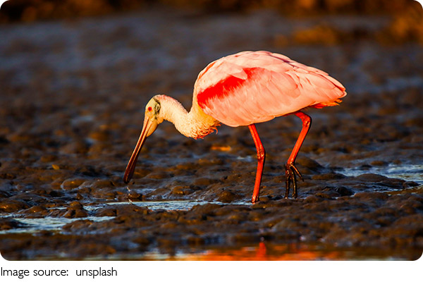 Kehidupan Ibis Bertopeng