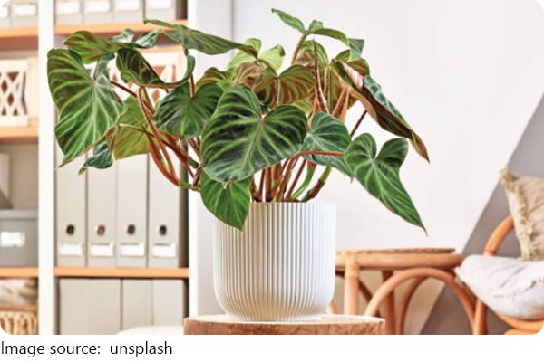 Tanaman Hias Philodendrons