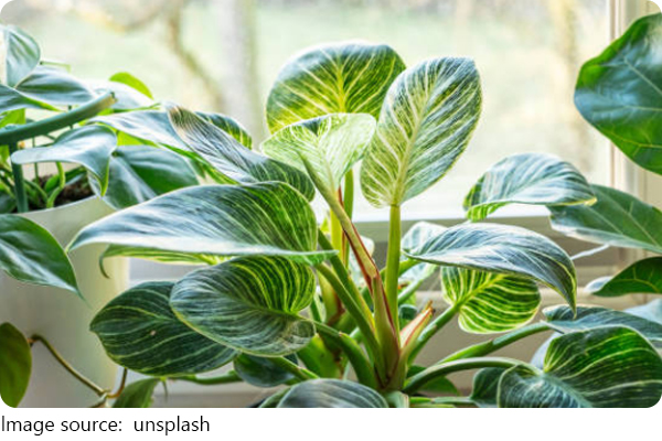 Philodendron, planta ideală