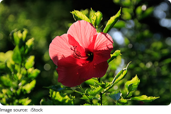 Rengarek Hibisküs