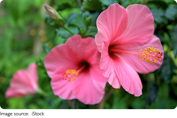 Hibiscus Glow Guide