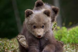 Brown Bear Fun Facts