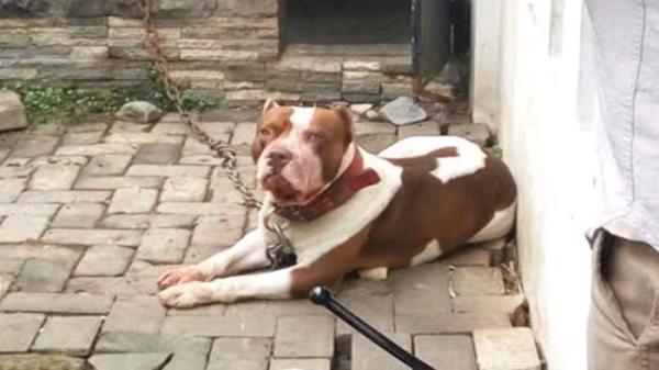 Ilustrasi Anjing Pitbull