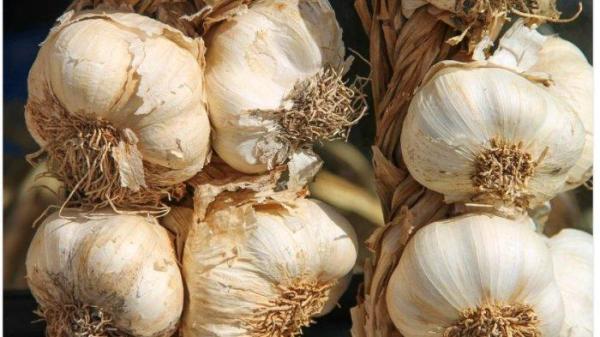 Ilustrasi bawang putih