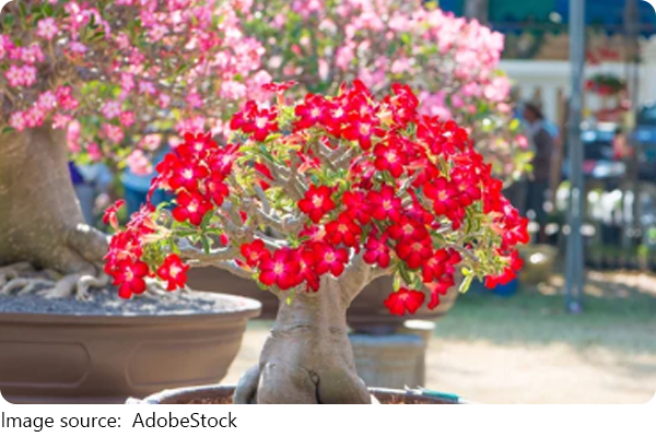 Le langage des roses