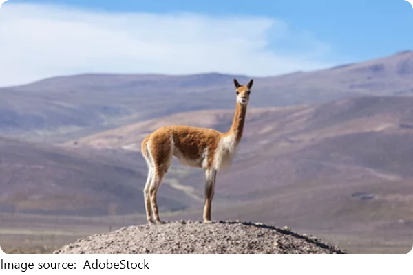 Гордая грация Анд