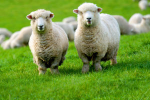 Sheep Price