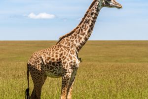 Giants of the Savanna