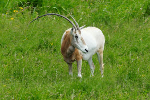 Horns of Hope: Scimitar